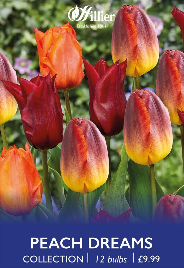 Tulip Peach Dreams Collection Bulbs 8718641971277 2